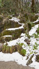 A moss-covered rocky slope with patches of snow, indicative of a cold or high-altitude environment, location is a hiking trail in a mountainous area Zhangjiajie National Forest Park Hunan China