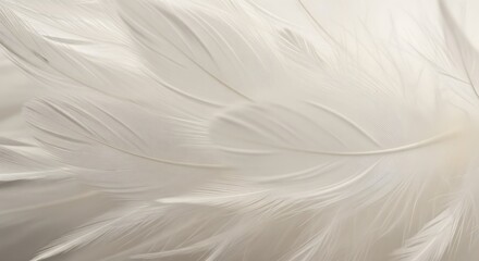 Extreme close-up macro view of soft, layered white and off-white down feather texture.