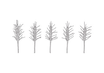 シンプルな麦の手描きイラスト