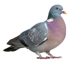 A pigeon standing profile against a white backdrop, showcasing its gray, pink, and iridescent plumage in detail