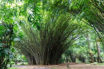 Giant bamboo grove with towering stalks creates a natural cathedral of green foliage