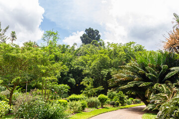 Obraz premium A sunlit winding path leads through the lush tropical greenery