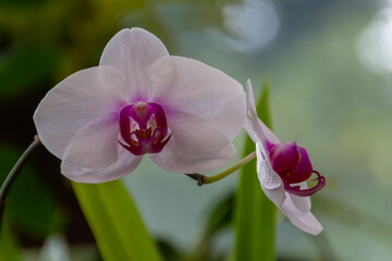Obraz premium Two White and Pink Phalaenopsis Orchid Flowers Blooming on a Stem