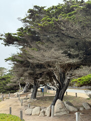 Ghost Trees at Blufftop Trail in Pebble Beach California USA Photo