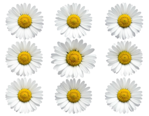 Nine daisies arranged in a grid, with white petals and yellow centers against black