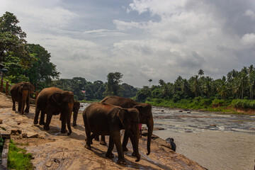 Naklejka premium Herd of Asian Elephants Walking Down a Slope towards a Wide, Rushing River