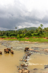 Herd of Wild Asian Elephants Bathing in the Muddy, Brown Water of a River with Lush Green Hills