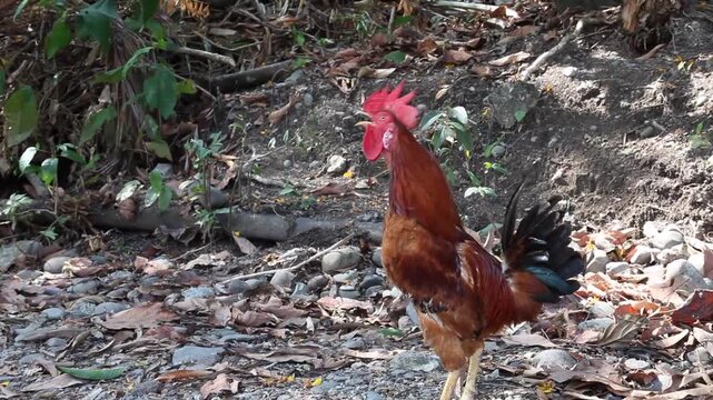 Videoclip: Am fr&uuml;hen Morgen in einem Dorf in Costa Rica. Neues Sound-design und modifiziertes Bild.