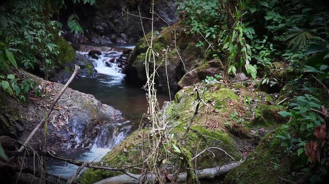 Videoclip: Besuch im Dschungel von Costa Rica mit Morphofalter. Neues Sound-design und modifiziertes Bild.