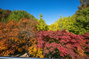 Wonderful autumn colors of the trees in a park in Seoul city