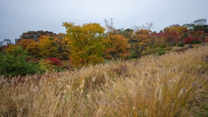 Wonderful autumn colors of the trees in a park in Seoul city