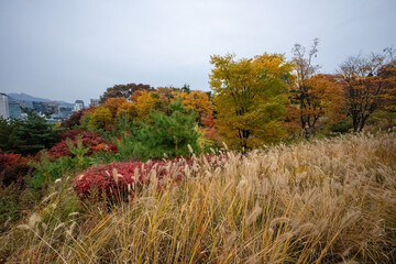 Wonderful autumn colors of the trees in a park in Seoul city