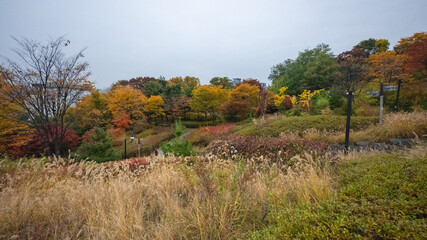 Wonderful autumn colors of the trees in a park in Seoul city