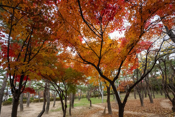 Wonderful autumn colors of the trees in a park in Seoul city