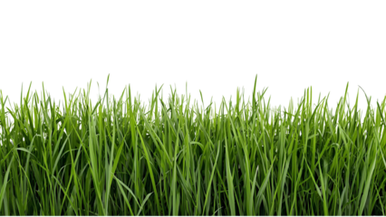 Vibrant green grass blades with small white flowers grow on a solid black background, digitally illustrated for design elements.