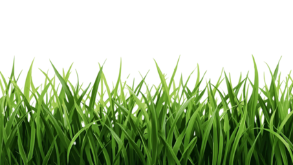 Vibrant green grass blades with small white flowers grow on a solid black background, digitally illustrated for design elements.
