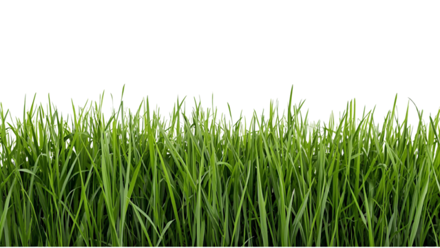 Vibrant green grass blades with small white flowers grow on a solid black background, digitally illustrated for design elements.