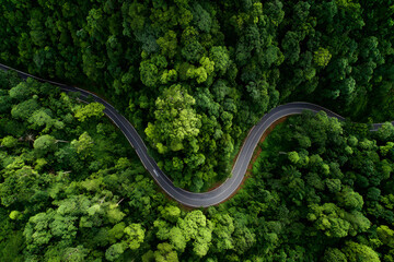 Aerial View of a Curvy Road Winding Through a Lush Green Forest Canopy, a Scenic Journey in Nature