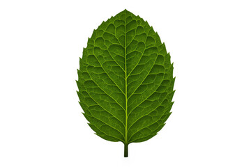 Fresh green mint leaf element on transparent background, showing natural texture for culinary and herbal concepts