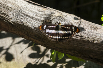 Delicate macro view of black and white striped butterfly with orange wing tips resting peacefully on weathered wood branch in sunlit natural outdoor environment