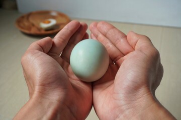 Hand holding duck egg