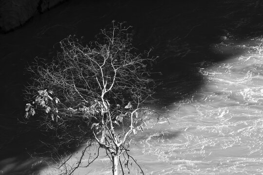 Dramatic black and white abstract nature scene with single bare tree silhouette against shimmering water background. Somber and melancholic mood of solitude and loneliness - Powered by Adobe