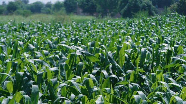 Close-up of Vibrant Green Crop Field in Sher Shah Multan Village