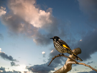 New Holland Honeyeater Cloudy Sky