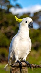 A striking white cockatoo with bright yellow crest, perched on weathered wood against a blurred green and blue background