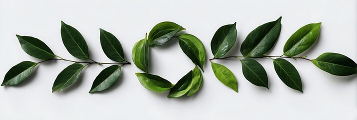 Arrangement of green leaves and stems forming a circle and extending horizontally on a white background