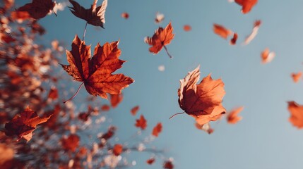 Vibrant orange maple leaves scatter across a clear blue sky during seasonal change
