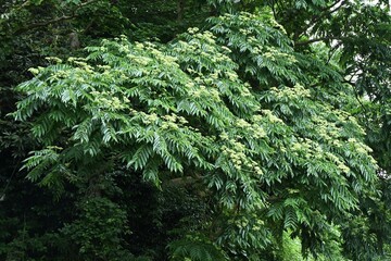 Zanthoxylum ailanthoides (Japanese prickly -ash).Rutaceae deciduous dioecious tree.Small flowers bloom in summer and the fruit ripens to dark purple in autumn, producing seeds.