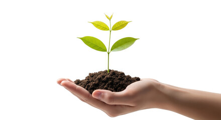 Hand holding small plant, growth and new life
