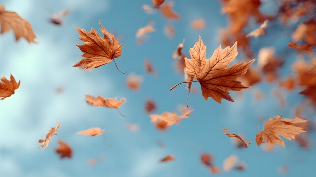 Brown autumn leaves tumble and float against a bright blue sky