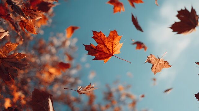 Vibrant orange maple leaves drift and tumble against a bright blue sky during autumn season