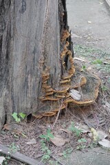 Mushrooms on tree stumps in a tropical forest