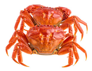 Two bright red cooked crabs stacked on a black background