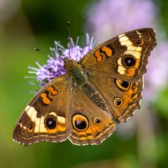 Obraz premium A close-up view of a butterfly perched atop a cluster of purple flowers, wings spread wide with detailed patterns