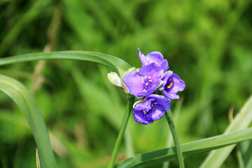 A cluster of vibrant purple wildflowers blooms among long green grass the delicate petals and yellow centers stand out beautifully against the blurred natural background