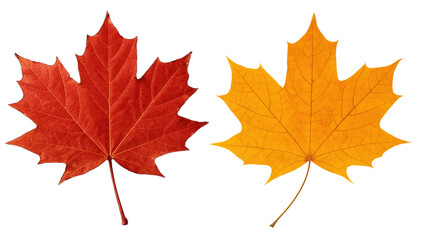 Obraz premium maple leaf isolated on white background 