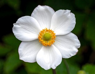 A close-up view of a pristine white flower with delicate petals and a vibrant yellow and green center, contrasted by a dark background