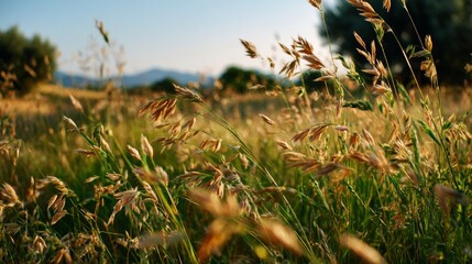 Field of tall golden and green grass with hills and trees in the soft blurred background