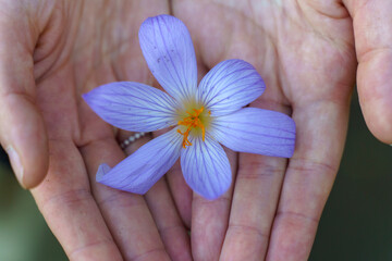 Saffron Flower in Hand. Natural Beauty Essence