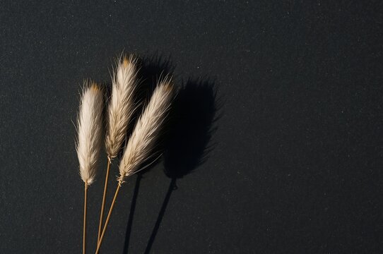 Close up of dried wheat stalks with soft textures casting a dramatic shadow on a dark textured background