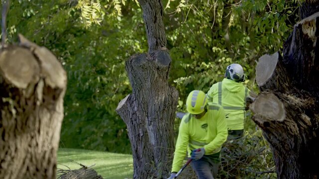 Close up view of professional tree cutting services. Workers remove old tree in the park. Cut old branch is falling on the ground.