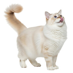 Adorable Siamese Cat Licking Nose Pet Portrait Pedigree Breed Kitten