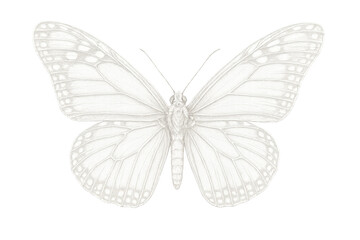 White butterfly drawing with delicate wings, a beautiful minimal natural insect illustration on transparent background