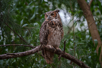 Great Horned Owl