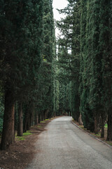 Cypress Alley in a Green Park