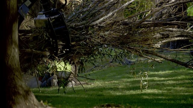 Worker operating a small tracked loader, mini skid steer equipped with clamp or grapple attachment, lifting and removing a fallen tree trunk with lash branches. 